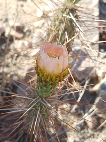 Miqueliopuntia miquelii (Miqueliopuntia miquelii)