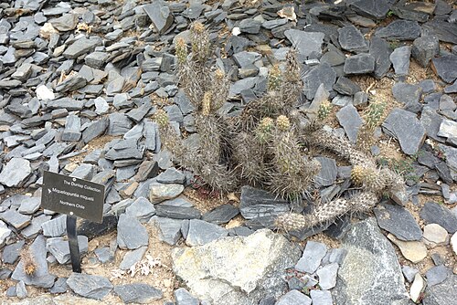 Miqueliopuntia miquelii: Lotusland - Montecito, California, USA.