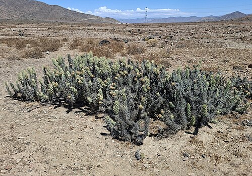 Miqueliopuntia miquelii: Miqueliopuntia miquelii, 2026-01-26 (iNaturalist).