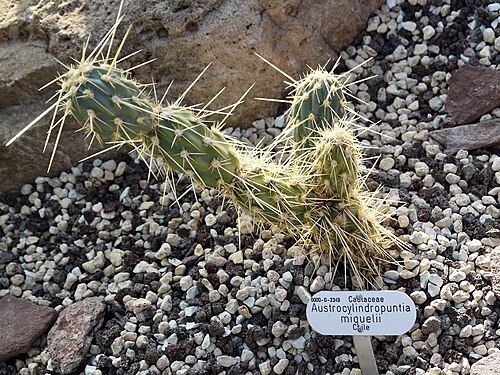 Miqueliopuntia miquelii: Miqueliopuntia miquelii. Berggarten Hannover.