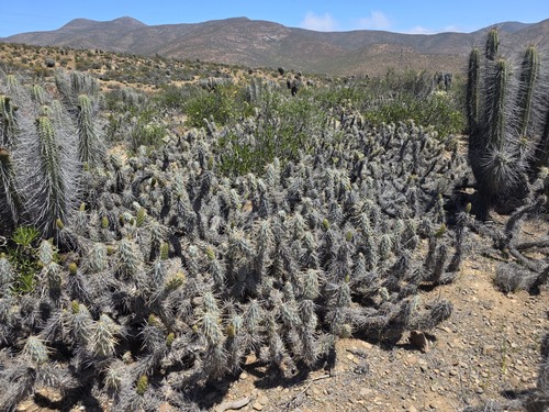 Miqueliopuntia miquelii (Miqueliopuntia miquelii)