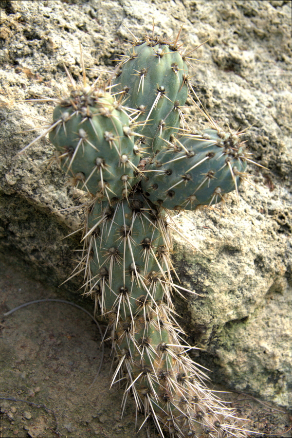 Miqueliopuntia miquelii: Miqueliopuntia miquelii