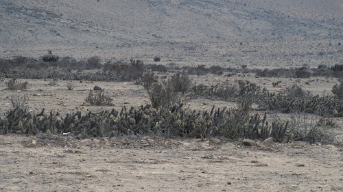 Miqueliopuntia miquelii (Miqueliopuntia miquelii)