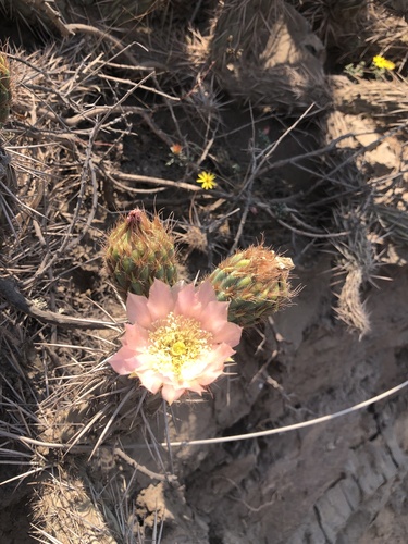 Miqueliopuntia miquelii (Miqueliopuntia miquelii)
