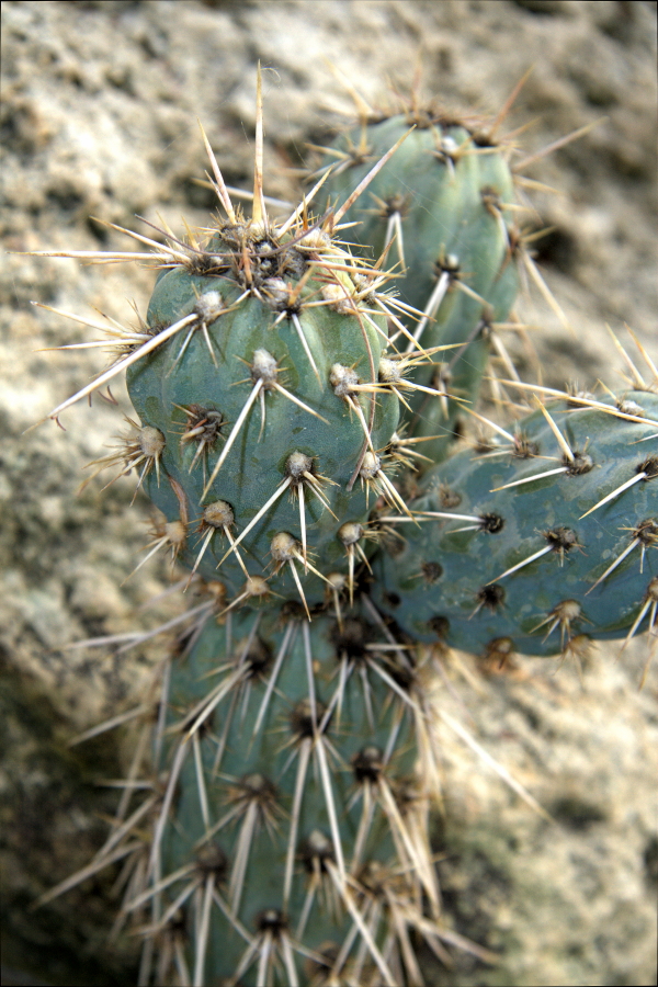 Miqueliopuntia miquelii: Miqueliopuntia miquelii