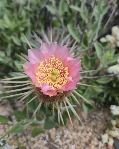 Miqueliopuntia miquelii (Miqueliopuntia miquelii)