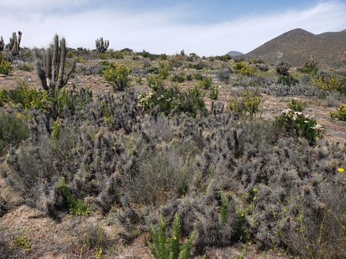 Miqueliopuntia miquelii (Miqueliopuntia miquelii)