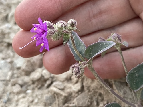 Hairy-tuft four o'clock (Mirabilis comata)