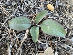 Hairy-tuft four o'clock (Mirabilis comata)