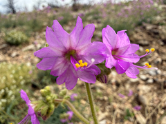 Hairy-tuft four o'clock (Mirabilis comata)