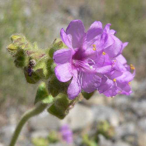 Hairy-tuft four o'clock (Mirabilis comata)