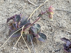Hairy-tuft four o'clock (Mirabilis comata)