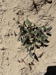 Hairy-tuft four o'clock (Mirabilis comata)