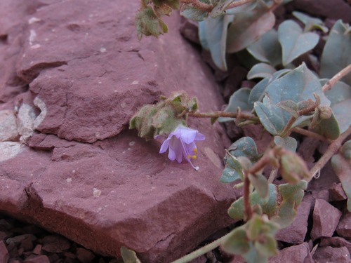 Hairy-tuft four o'clock (Mirabilis comata)