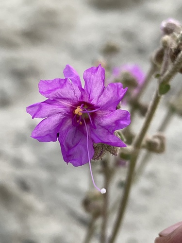 Hairy-tuft four o'clock (Mirabilis comata)