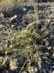 Hairy-tuft four o'clock (Mirabilis comata)