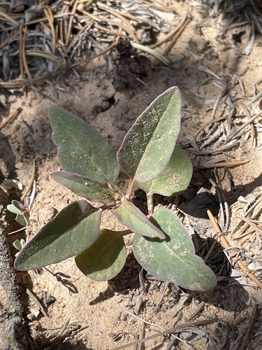 Hairy-tuft four o'clock (Mirabilis comata)