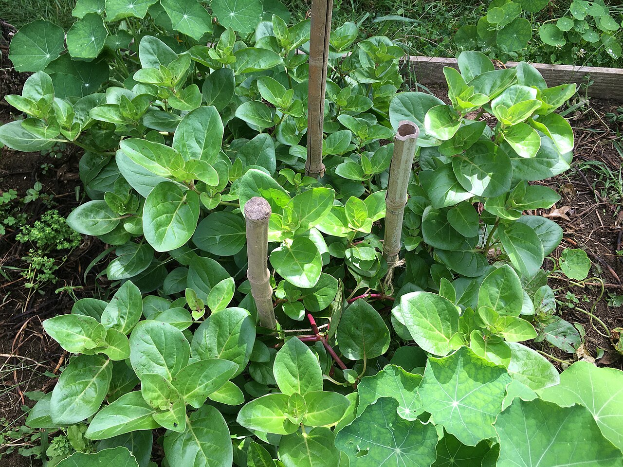 Mauka: Plant de Mauka
