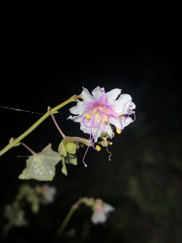 Smooth four o'clock (Mirabilis glabra)