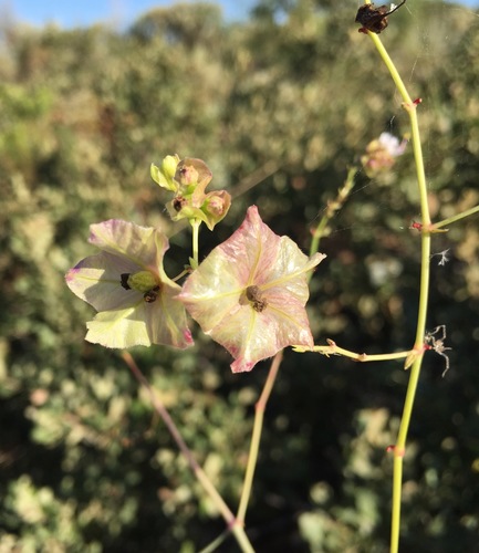 Smooth four o'clock (Mirabilis glabra)