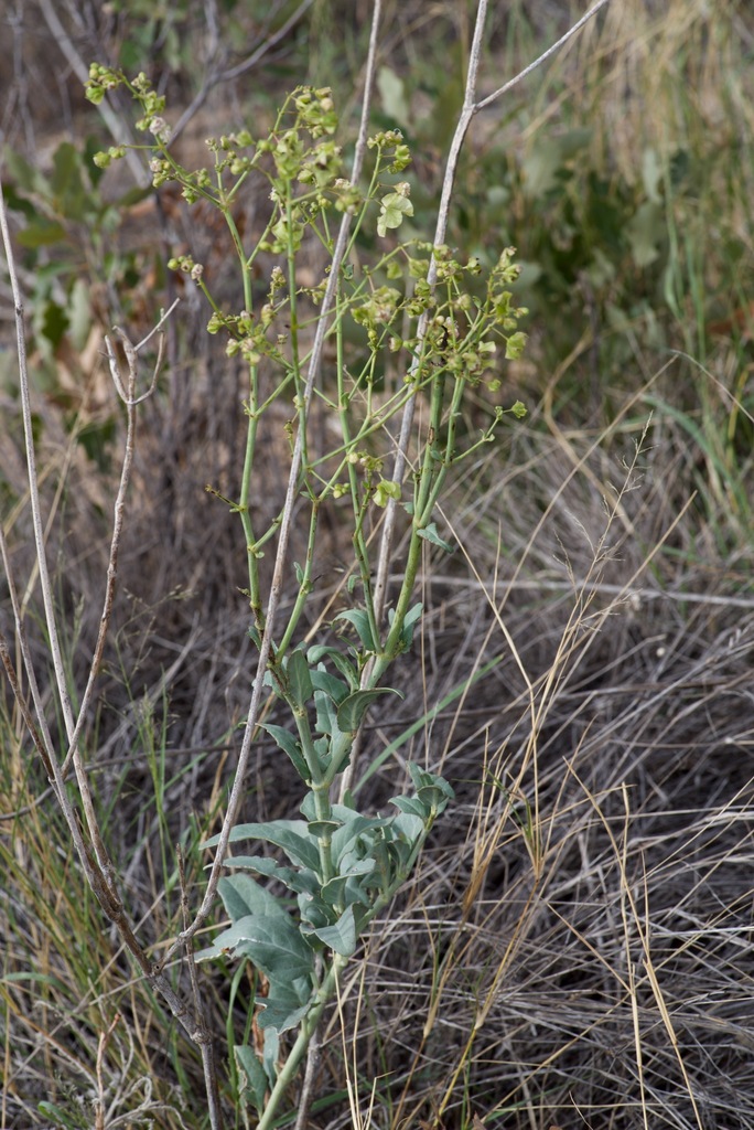 Smooth four o'clock (Mirabilis glabra)