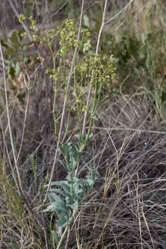 Smooth four o'clock (Mirabilis glabra)