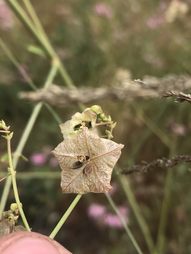 Smooth four o'clock (Mirabilis glabra)