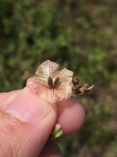 Smooth four o'clock (Mirabilis glabra)