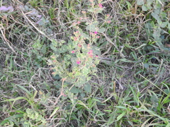 Flat-top four o'clock (Mirabilis glabrifolia)
