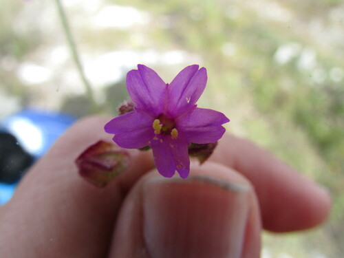 Flat-top four o'clock (Mirabilis glabrifolia)