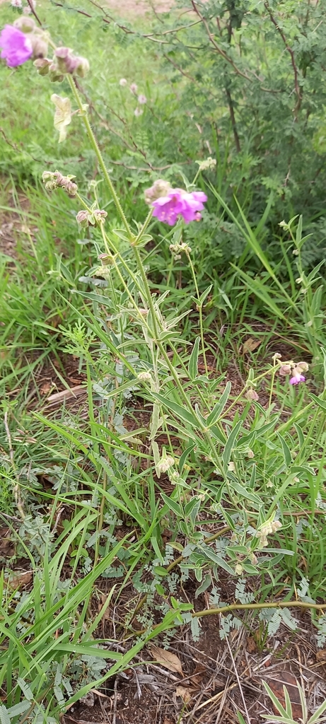 Flat-top four o'clock (Mirabilis glabrifolia)