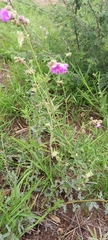 Flat-top four o'clock (Mirabilis glabrifolia)