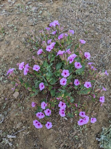 Greene's four o'clock (Mirabilis greenei)