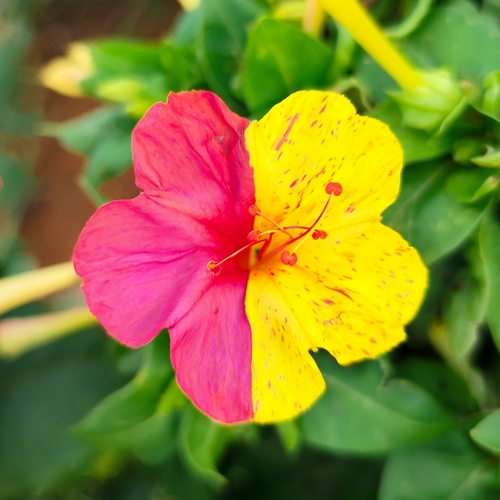 Marvel of Peru (Mirabilis jalapa)