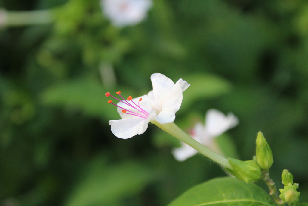 Marvel of Peru (Mirabilis jalapa)