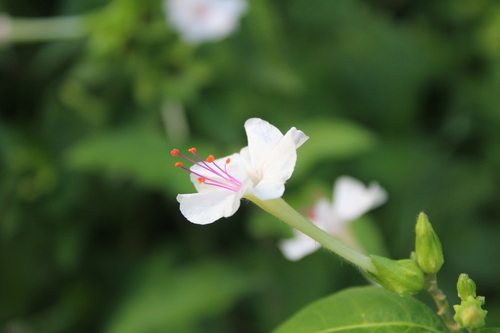 Marvel of Peru