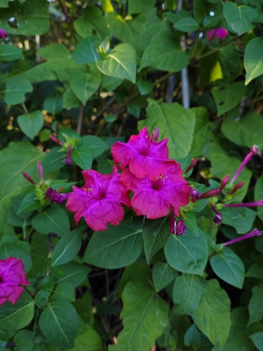 Marvel of Peru (Mirabilis jalapa)