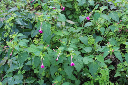 Marvel of Peru (Mirabilis jalapa)