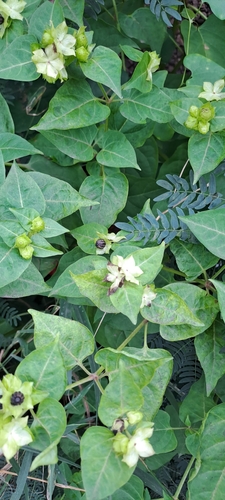 Marvel of Peru (Mirabilis jalapa)