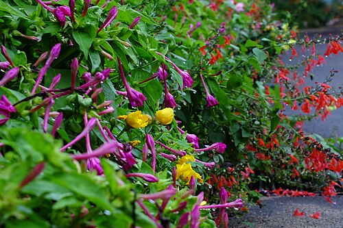 Marvel of Peru: Mirabilis jalapa&Salvia splendens