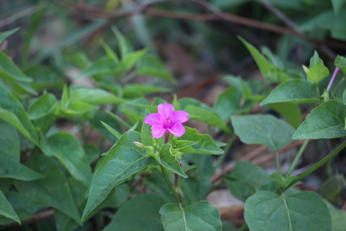 Marvel of Peru (Mirabilis jalapa)