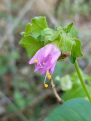 Mirabilis latifolia (Mirabilis latifolia)