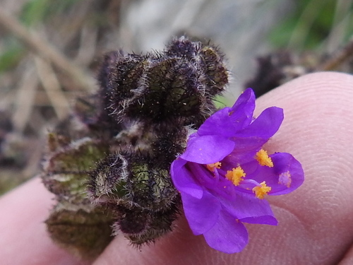 Four o'clock (Mirabilis melanotricha)