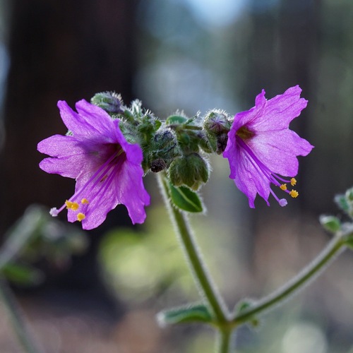 Four o'clock (Mirabilis melanotricha)