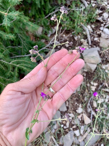 Four o'clock (Mirabilis melanotricha)