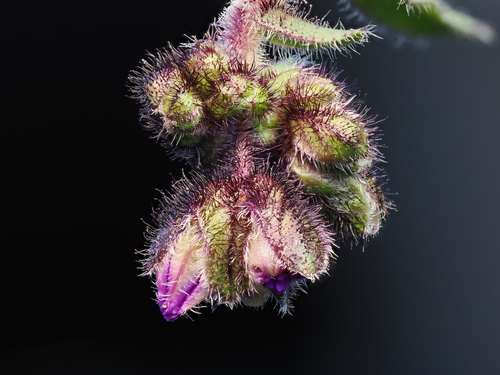 Four o'clock (Mirabilis melanotricha)