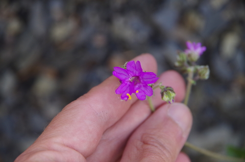 Four o'clock (Mirabilis melanotricha)
