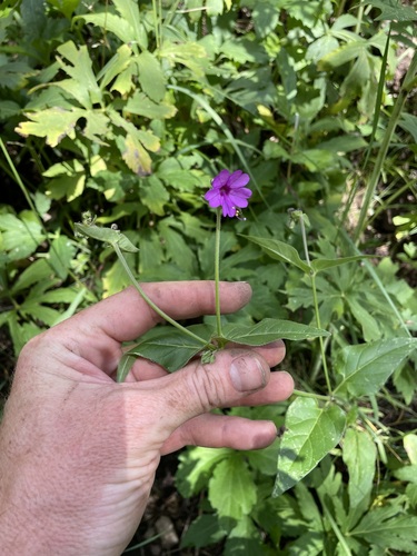 Four o'clock (Mirabilis melanotricha)
