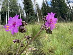 Four o'clock (Mirabilis melanotricha)