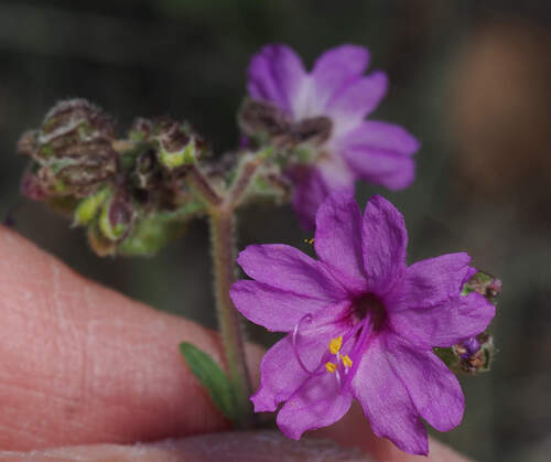 Four o'clock (Mirabilis melanotricha)